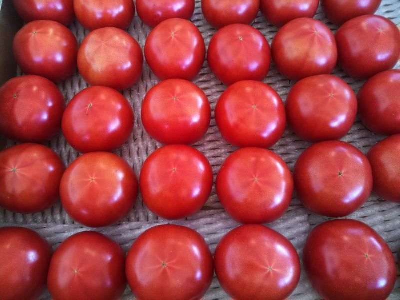 画像: 清香トマト2kg(家庭用）